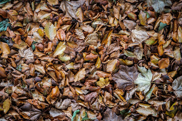 autumn leaves background