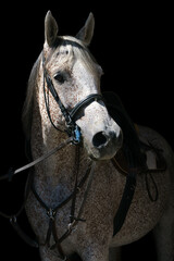 Portrait of a gray horse in riding gear on a black background