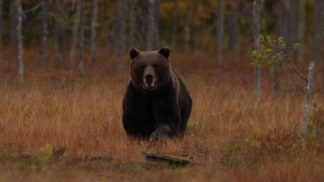 Wildlife Finland. Bear in yellow forest. Autumn trees with bear, face portrait. Beautiful brown bear walking around lake, fall colours. Europe nature.