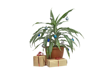 Zero waste alternative Christmas tree, dracaena palm plant in a pot decorated with Christmas balls. Preparation for Christmas or new year