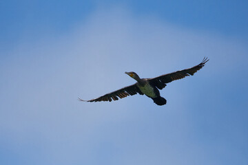 Kormoran im Flug	