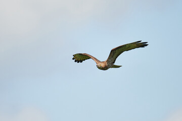 Wespenbussard (Pernis apivorus) in Linum	