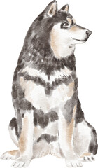 Shiba inu dog illustration