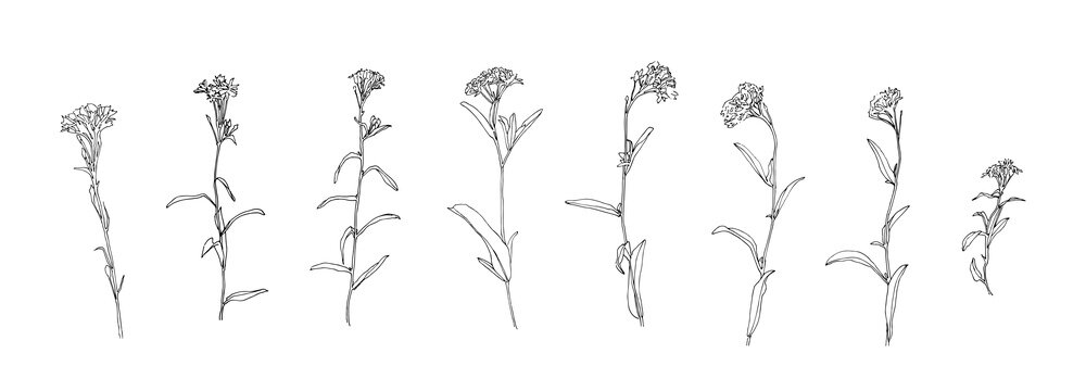 Hand drawn flower collection. Set of yarrow outlines. Black plants sketch vector on white background. Herb wildflower decorative print elements