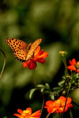 butterfly on flower