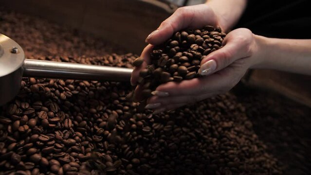 Woman smell coffee beans and check the quality from roasting machines.Girl working in a coffee factory.Small business, coffee roaster mixing beans.
