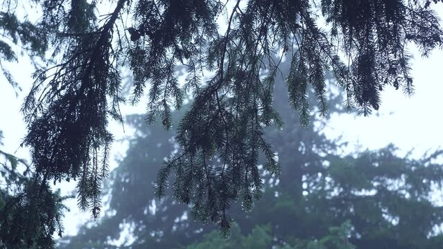 It is raining in the forest. Raindrops drip from pine branches. Background landscape of mountains and trees. High quality 4k footage