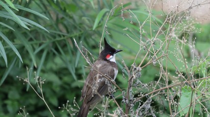 Red-whiskered bulbul perched on a plant branch