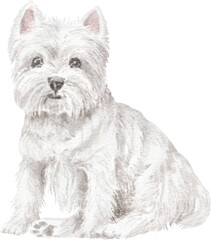 West highland white terrier dog illustration