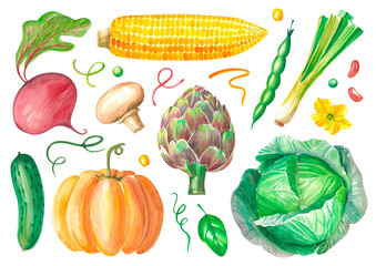 Watercolor set of isolated fresh vegetables. Isolated vegetarian products - pumpkin, cabbage, cucumber, mushroom, artichoke and corn.