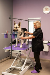 female groomer combs a shepherd dog that is standing on a table