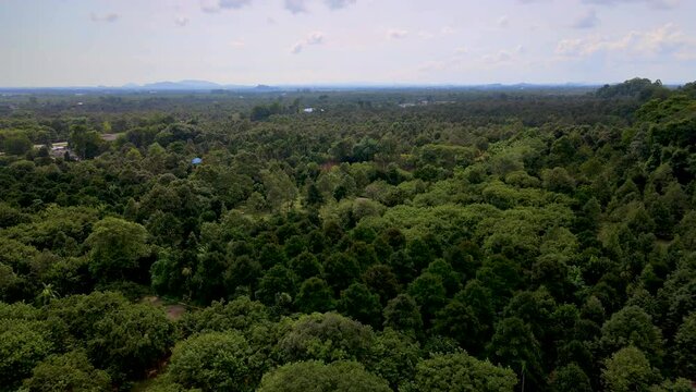 Aerial drone shot of fertile durian, mangosteen rambutan and southern langsat field and clear sky in the East of Thailand, Chanthaburi
