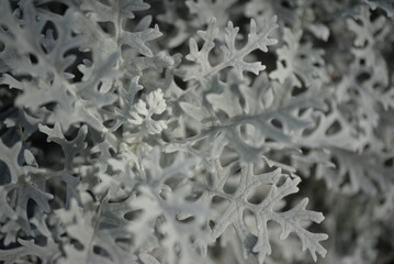 openwork leaves of Cineraria maritime, silver ornamental plant, gray green leaves, white leaves of the plant, close-up herbaceous plant, rosette of Cineraria maritime, in the autumn sun, background 