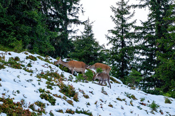 red deer female with calf on the mountain at a autumn day with fresh snow