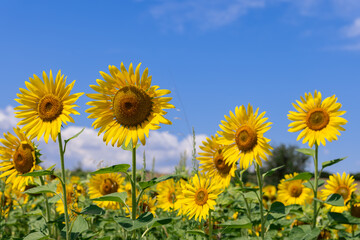 Rows of bright yellow sunflowers in a field under a summer blue sky (selective focus)