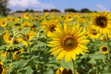 Fototapeta premium There are about 70 species of sunflowers (Helianthus annuus) existing on our Planet nowadays