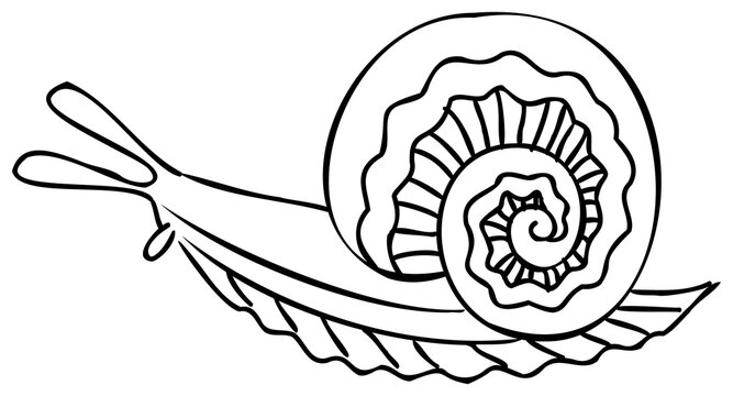 Snail line art illustration, Cartoon animal drawing. PNG, with transparent background.