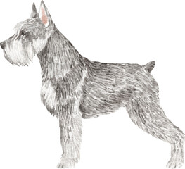Zwergschnauzer dog illustration
