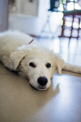 Portrait of loyal and tender white maremma shepdog indoors at home