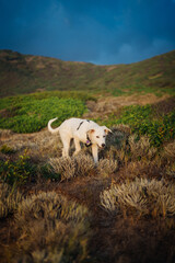 Obraz premium White shepherd maremma puppy dog in sardinia countryside