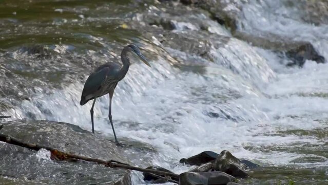 A Great Blue Heron catches a fish in the fast-moving water of Sage Creek in the town of Windsor in Upstate NY.  Heavy rains help concentrate fish in deeper pools by the waterfalls.