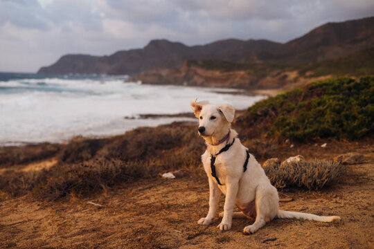 White Shepherd Maremma Puppy Dog In Sardinia Countryside