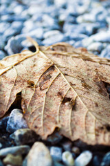 Macro shot of dry fallen maple leaf on gray stones