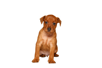 A charming puppy is sitting on a white background. The little dog sits down and looks ahead. Isolate