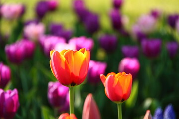 色とりどりに咲き誇る赤白黄色