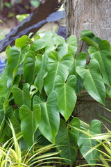 green leaves in the garden