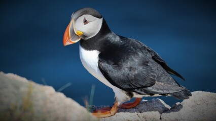 atlantic puffin or common puffin