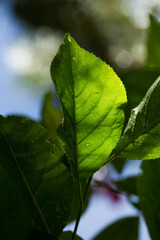 leaves receiving the sun against the light. Concept of nature.