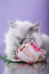 ragdoll kitten on a purple background. cat portrait in photo studio