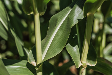 macro of a leaf of corn