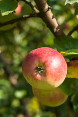 Ripe juicy red apple close-up on an apple tree.