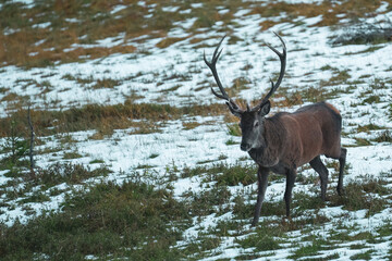 red stag, cervus elaphus, in the rutting season on the mountains at a autumn evening