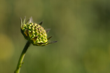 Świerzbnica polna (Knautia arvensis (L.) J. M. Coult.) – młoda roślina z rodziny...