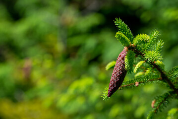 Świerk pospolity (Picea abies (L.) H.Karst) – gatunek drzewa z rodziny sosnowatych (Pinaceae)...