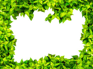 Fototapeta betel leaf frame green with white background obraz