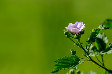 Róża dzika (Rosa canina L.) pojedyńczy kwiat, zielone rozmyte tło. - obrazy, fototapety, plakaty