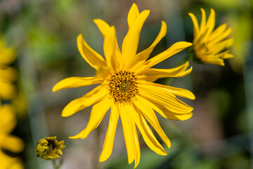 fleur de topinambour