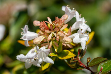 floraison d'abélia