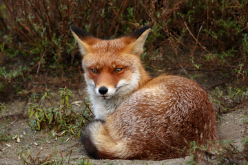 Red Fox in its own natural environment