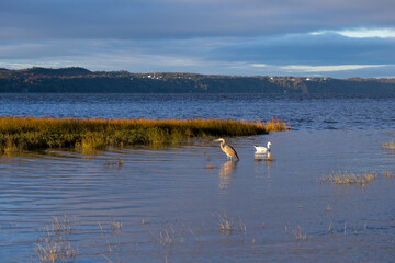 Great blue heron wading in the St. Lawrence River during a fall golden hour morning, with a snow goose swimming next to it, Quebec City, Quebec, Canada