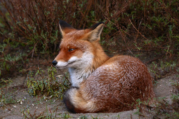 Red Fox in its own natural environment
