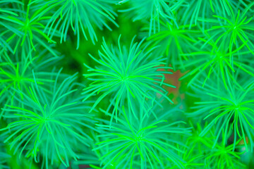 Close up of Equisetum plant leaves - green organic background - 534219966