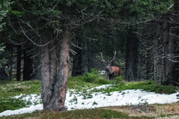 red stag, cervus elaphus, in the rutting season on the mountains at a autumn evening