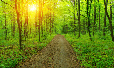 Obraz premium Green forest in spring