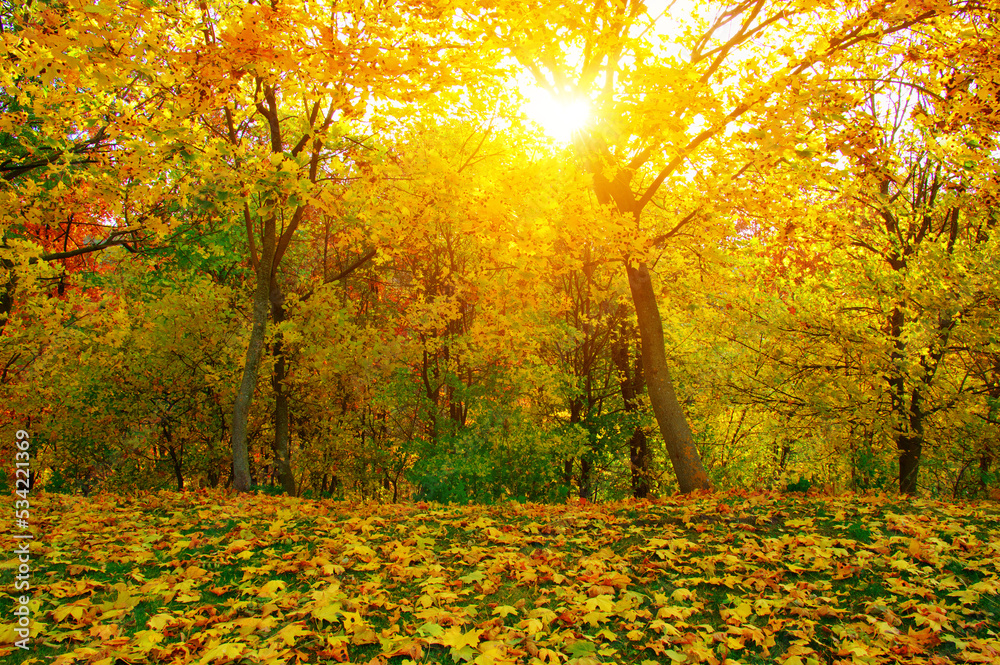 Wall mural autumn leaves on green grass