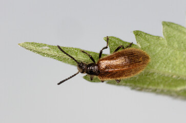 La lagrie hérissé, un petit coléoptère aux élytres couverts de poils dense (Lagria hirta)